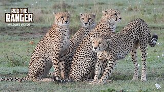 Following A Cheetah Family For A Morning | Maasai Mara Safari | Zebra Plains