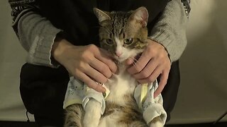 Cute Cat with a Coat Sits on My Lap