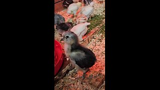 Fuzz Nuggets see grass for their first time part 1