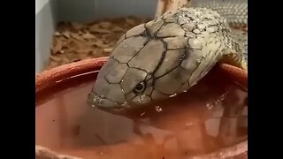 This is how snakes drink