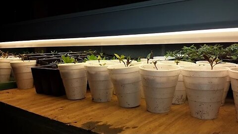 Growing Your Food Part 2 - Starting Seeds Under Lights