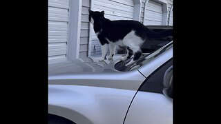 Cat on car