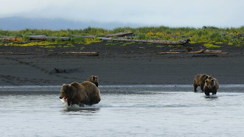 Beautiful Life On Earth - Bear’s