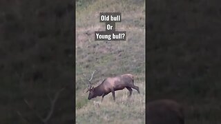 Old bull or young bull? #bullelk #elk #elkhunting #hunting #shortsvideo #shortsfeed #wyoming #wild