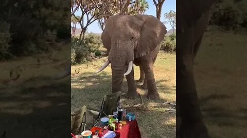 Friendly elephant #relaxing #shorts #nature #elephant #wildlife #travel #viral #love #bigfive