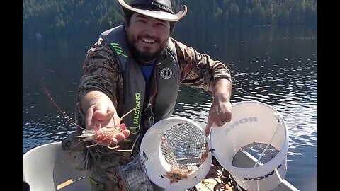 Catching lots of shrimp with home made shrimp traps