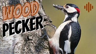 Woodpecker bird sound.
