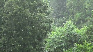 heavy strong rain in dense broadleaf green forest SBV 347080790 HD