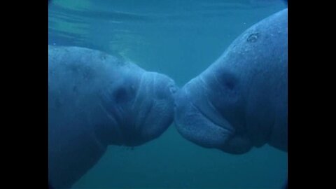 Snerkeling with manatees in Crystal River, Florida (2007)