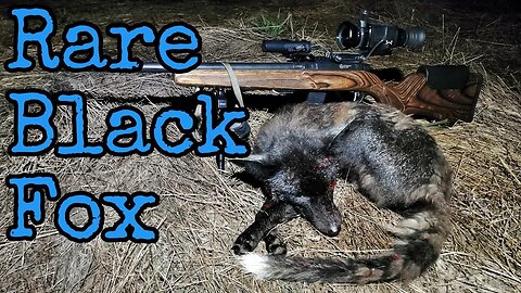 I SHOT IT: Rare European Black Fox || 17HMR || HIKMICRO TQ50