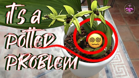 Repotting XXL Orchid with Growth Habit Challenges & Tips to Know | Care Tips incl. #ninjaorchids