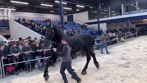 18.2 hand Percheron stallion. He’s 8 years old