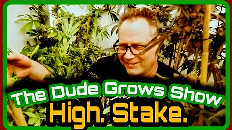 Scotty Talks High Stakes Cannabis in The Grow - Dude Grows Minisode