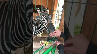 LOL Funny Animals | Funny Fails | Animal Fails | Crazy Animals #shorts #funny #funnyvideo