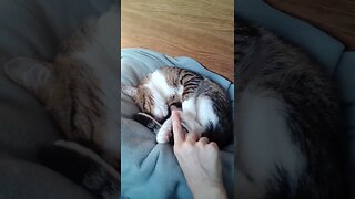 Cute Cat Gets His Paws Tickled #shorts