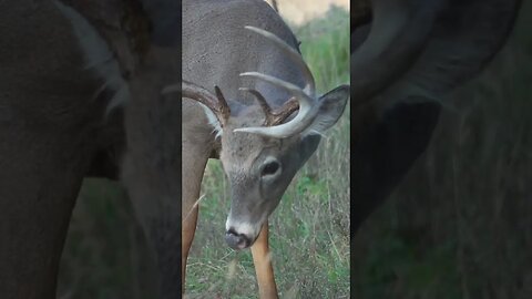 Deer Antler is not BONE #shorts #deer #deerhunting #biology