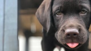 Monday Night Chill and Hang. Puppy Edition.