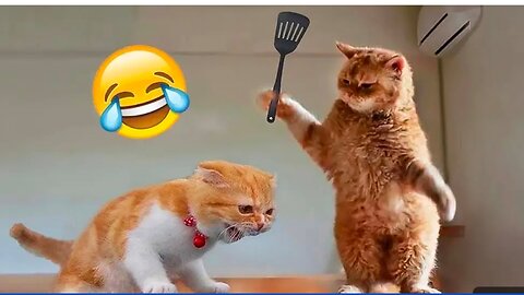 funny cat / cat funniest / cat loves