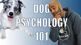 Dog Psychology 101