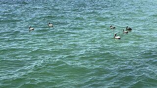 Pelicans at Fort De Soto April 30 2024