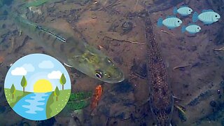 Various freshwater fish, river Underwater Waterwolf, #relaxing