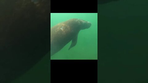 Giant Sea Creature says hi to Scuba Diver
