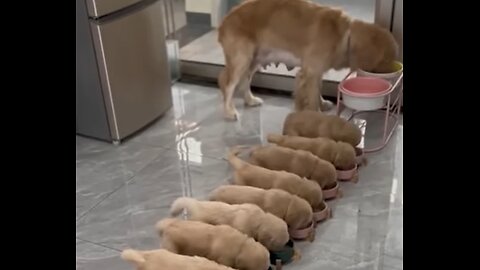 delightful scene of cute puppies sharing a meal together