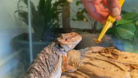 Bearded Dragon Feeding