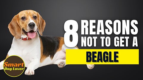 8 Reasons Why You SHOULD NOT Get a Beagle | Dog Training Tips