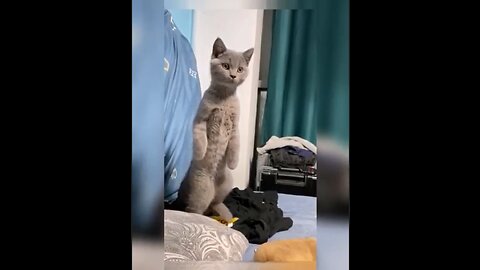 Cute & Funny Cat Videos Compilation | Cat Videos