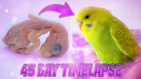 BUDGIE GROWTH STAGES | First 44 Days of Babies Timelapse