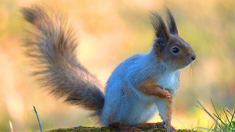 Squirrel Swearing Allegiance, Hand over Heart, to the Spring