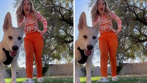 Dog causes utter chaos in hilarious clip