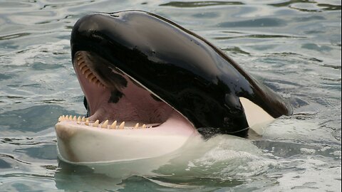 "The Dark Truth: Killer Whales' Deadly Legacy in Captivity Unveiled"