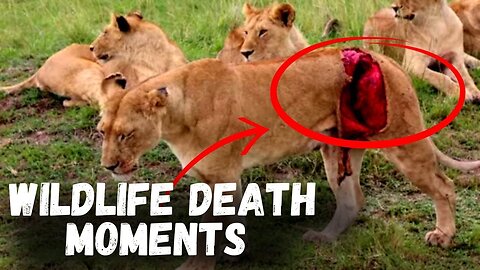 10 Painful Wildlife Death Moments