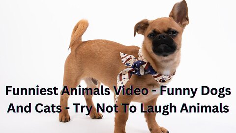 Funniest Animals Video - Funny Dogs And Cats - Try Not To Laugh Animals 2022