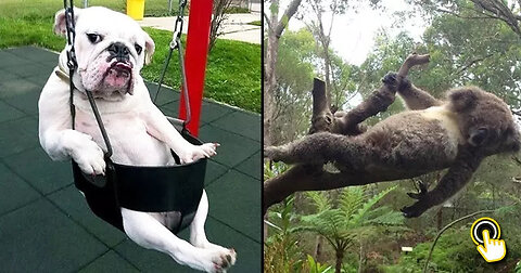 Funyy animals that alaways make us laugh!😂