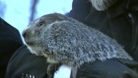 Groundhog Day: Punxsutawney Phil