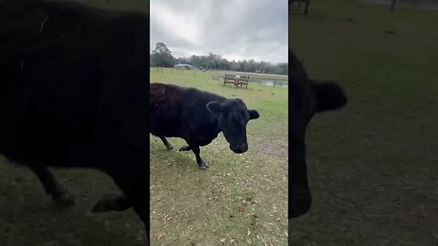 Dancing Cows! #cattle #cattleranch #cattlefarm #cow #cowfarm #cows #cowvideos #shorts