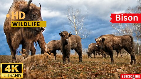 BISON VIDEOS WITH MUSIC WILDLIFE ll Epic Fail ll