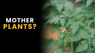 Should I have Mother Plants in My Grow Room?