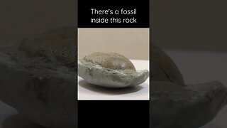 A fossil reveal #fossil #rock #paleontology