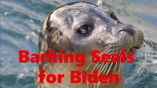 Barking Seals for Biden