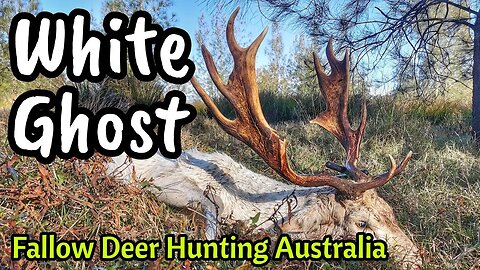 The White Ghost || Deer Hunting || White Fallow Buck Australia || Self Filmed 30-06 Kill Shot