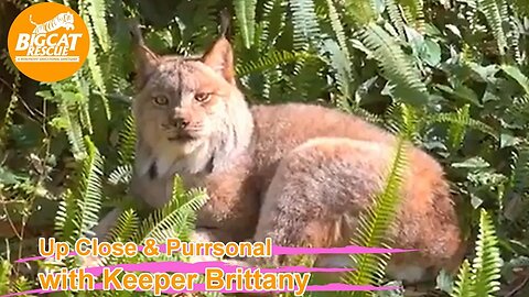 Big Cat Rescue LIVE Q&A with Brittany at Big Cat Rescue~Celebrating Val bobcats birthday! 02 13 2023