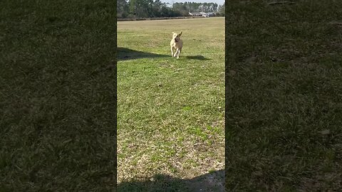 My happy girl Maggie loves to run #short #shorts #dog #dogslife