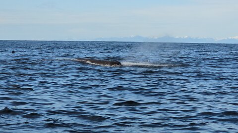 Unbelievable encounter with a huge sperm whale while commercial fishing in Alaska