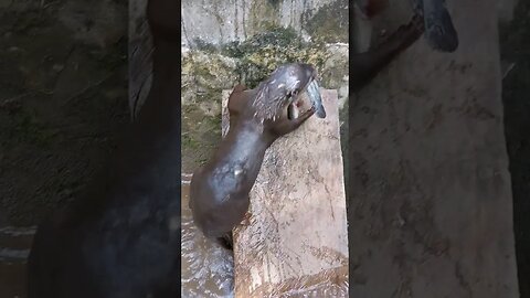 Tersangka pencuri ikan #otter #animals #otterlucu #otters #otter