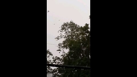Noisy Corellas Excited by the Rain.