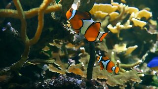 Clown fish at a coral